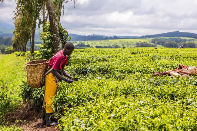 A man is pictured harvesting tea leaves in Nandi Hills in the Western Kenya highlands in this stock image taken 5 September 2017. Photo: Jen Watson/Shutterstock